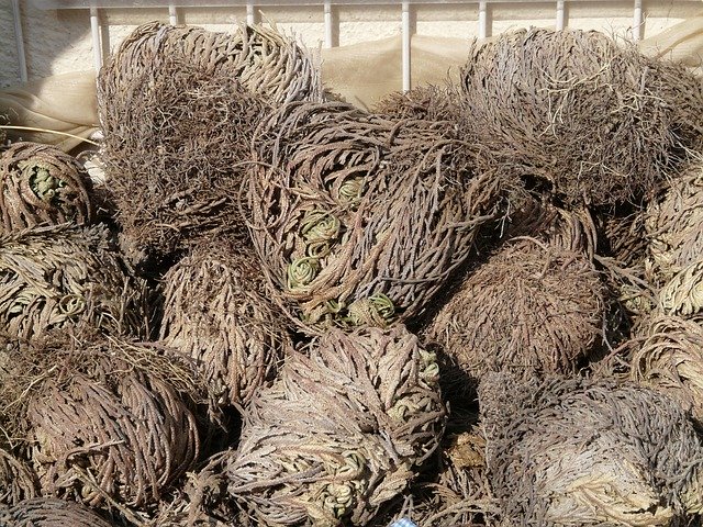 Rose of Jericho